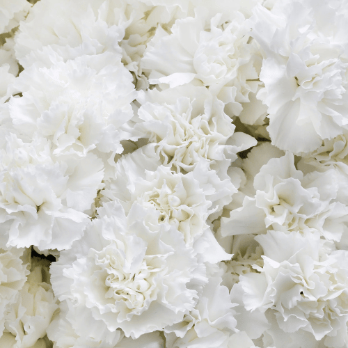 Wholesale Flower - Carnation Grenadin White Double Flower.png