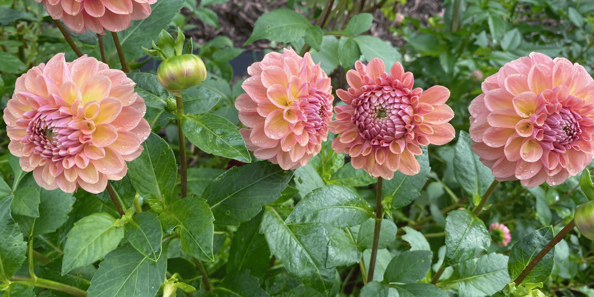 Fresh, local dahlias