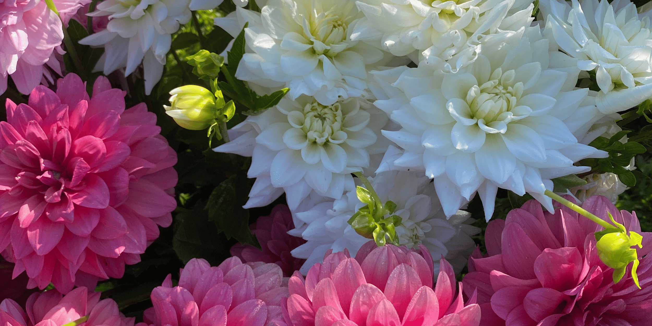 dahlia flowerfarm
wholesale