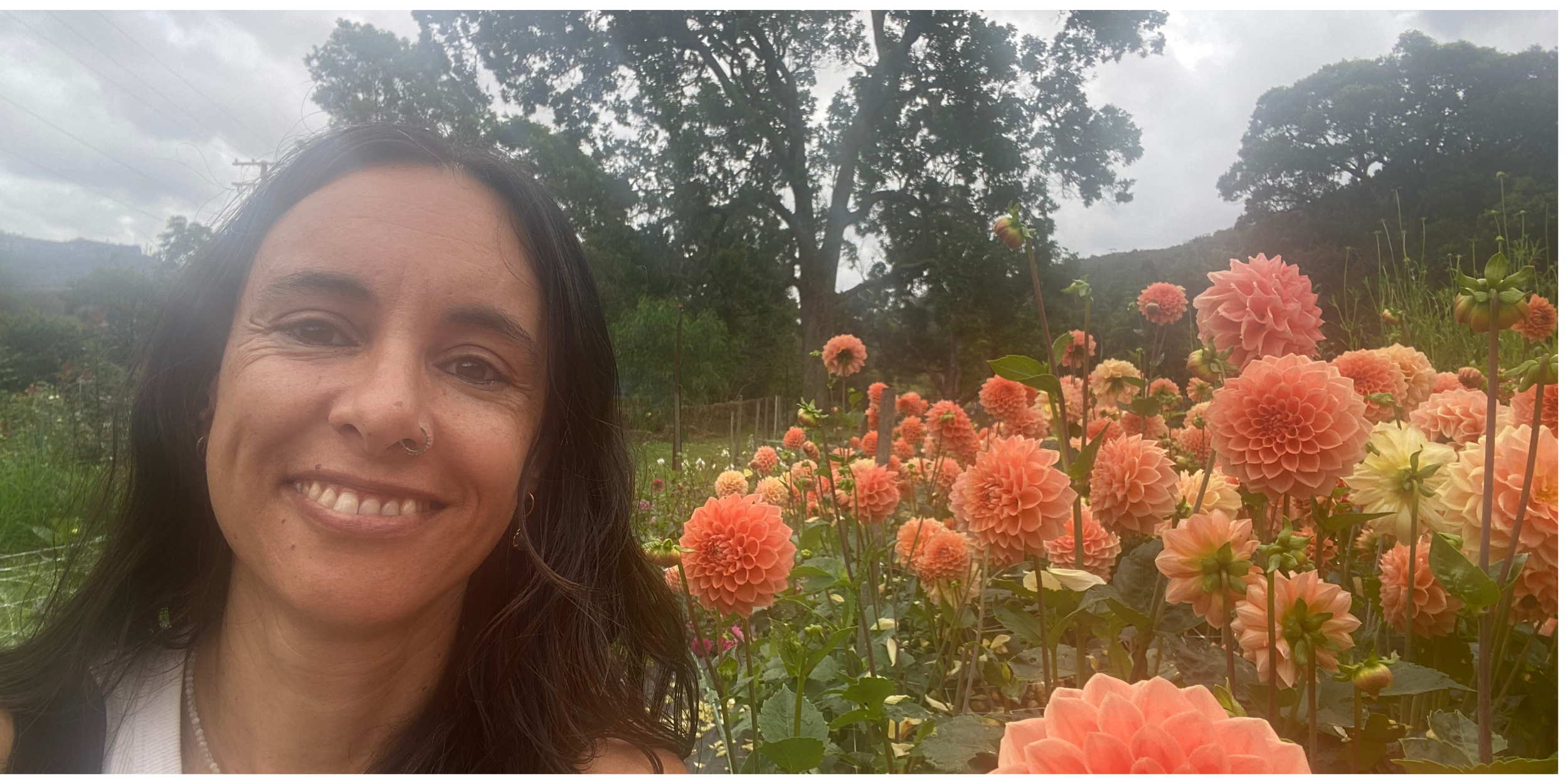 Dahlia Flower Farm Murwillumbah