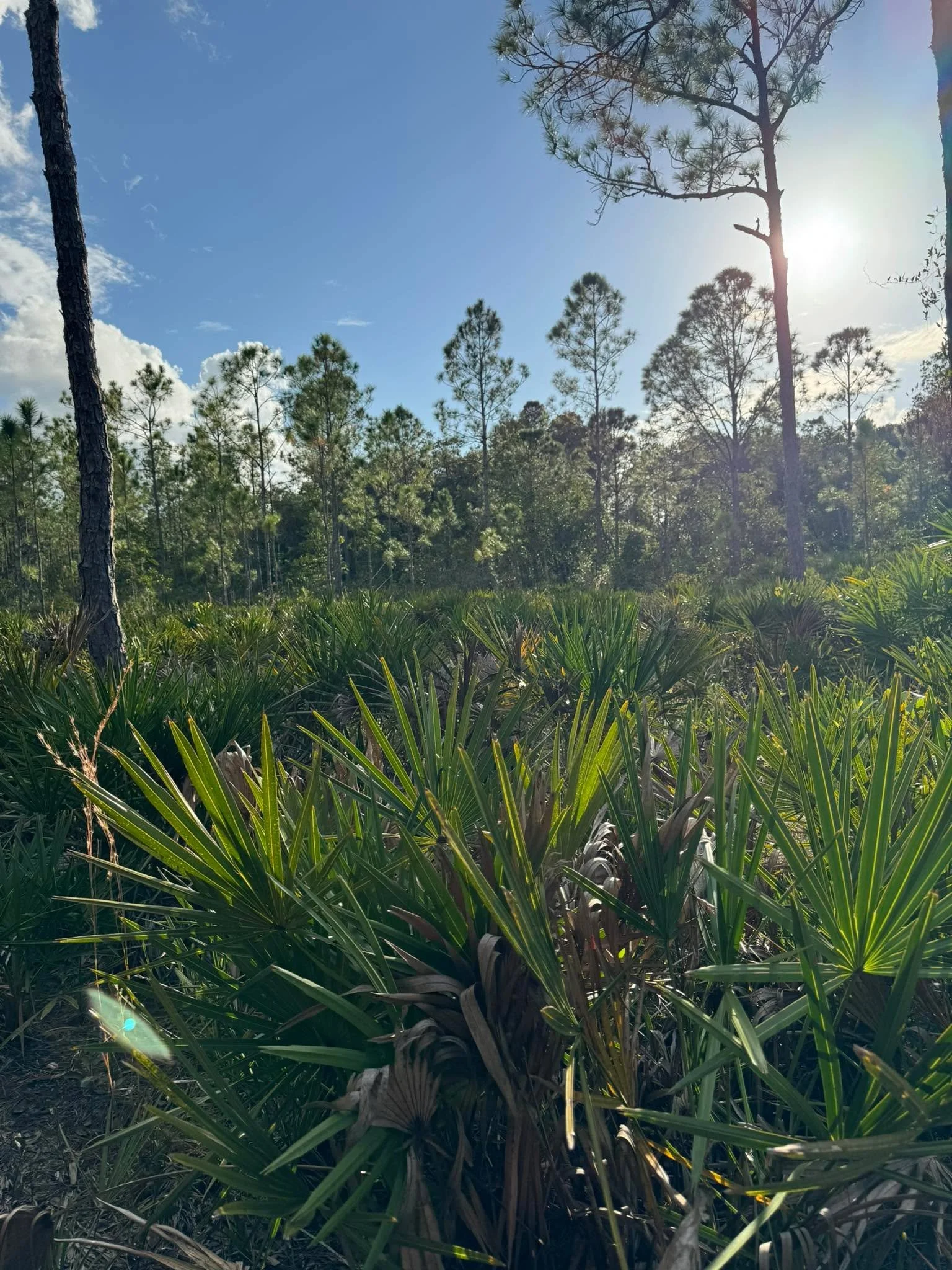 DAY 16
Back Step
(30 seconds) 

#30for30challenge #finchq #everyonefollowers #health #wellness #applewatch