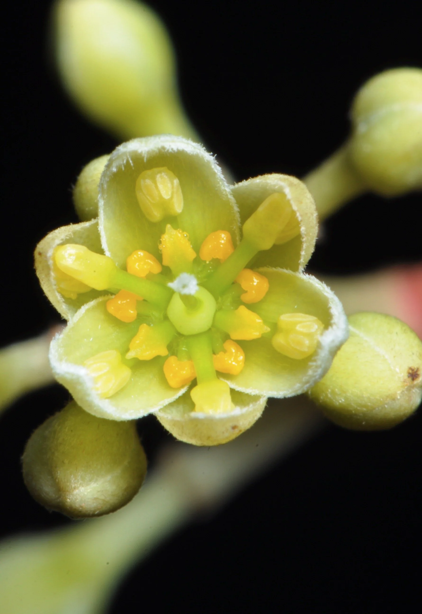  D3s + 105 2.8 + 1.4x 