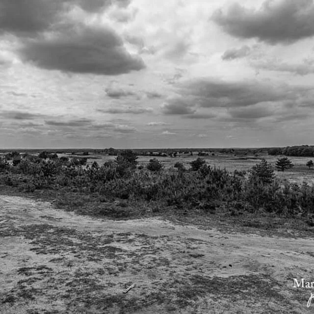 #radiokootwijk #wandelen #natuur #natuurfotografie #blackandwhite