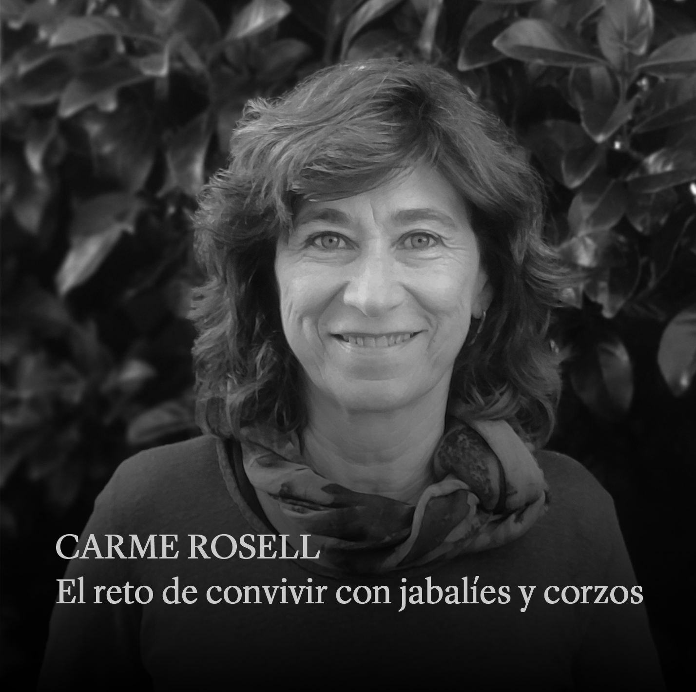 14carmerosell.png
