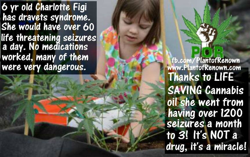 cannabis-oil-cures-dravets-syndrome.jpg