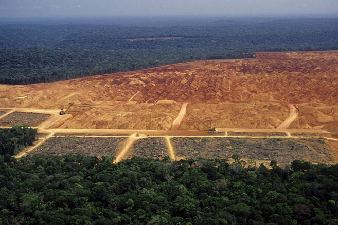 deforestation-story-4.jpeg