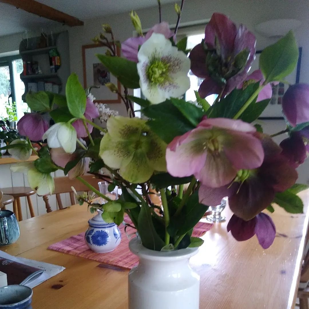 I am always trying to brighten up the lectern. Before I set off for the crem  I go round the garden with secateurs to see what I can spot. Sometimes when its early in the year hellebores are the only plant that's flowering.  This woman loved purple, 