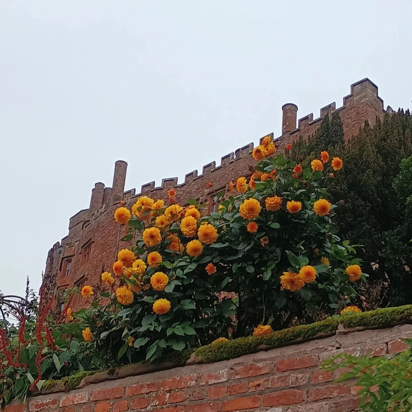 Late afternoon light in Powis Castle gardens . Autumnal and vibrant