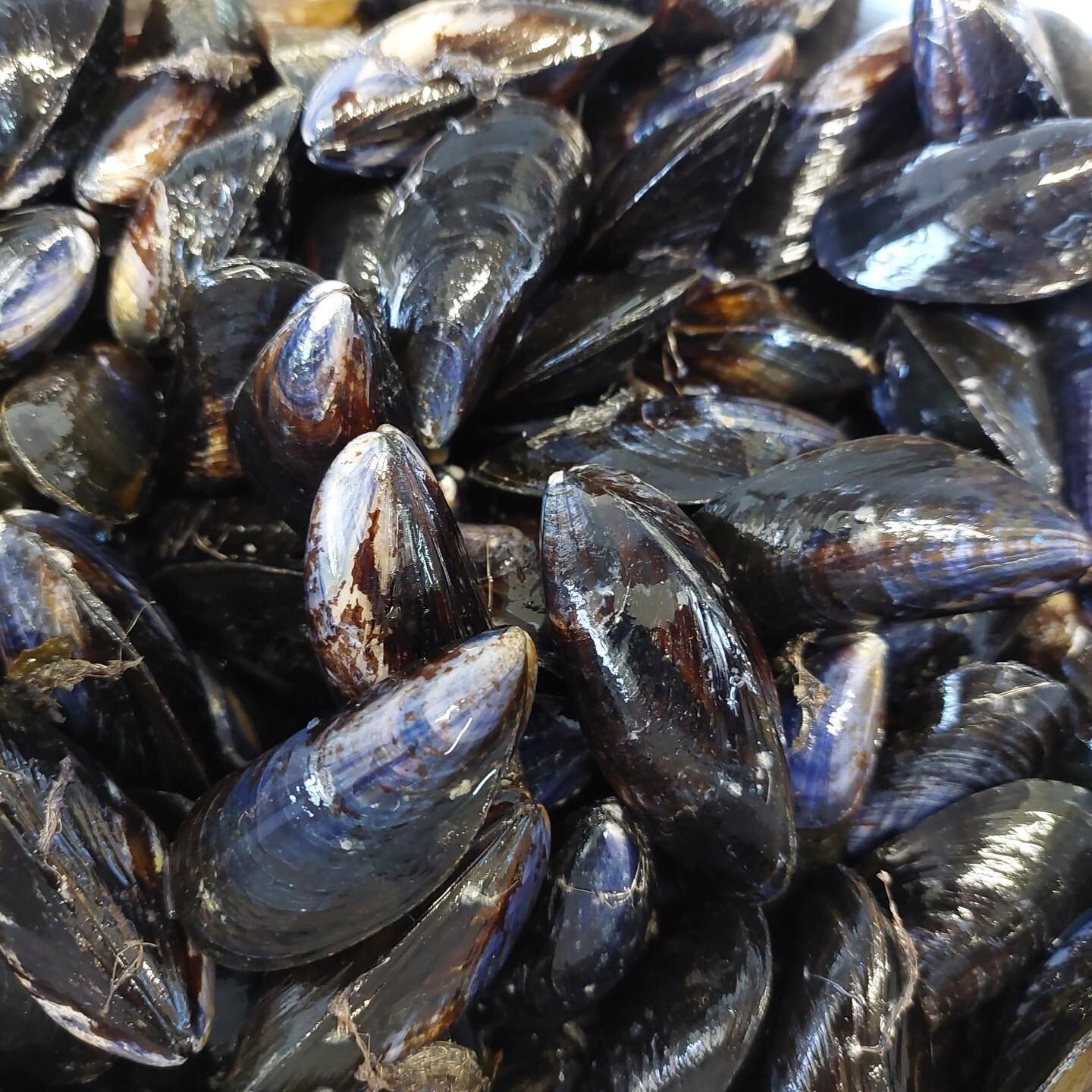 On the menu today fresh local Mussels 🌊

@mermaidseafoodsllandudno 

#mussels #northwales #wales #northwalesfoodanddrink #upstairsatannas