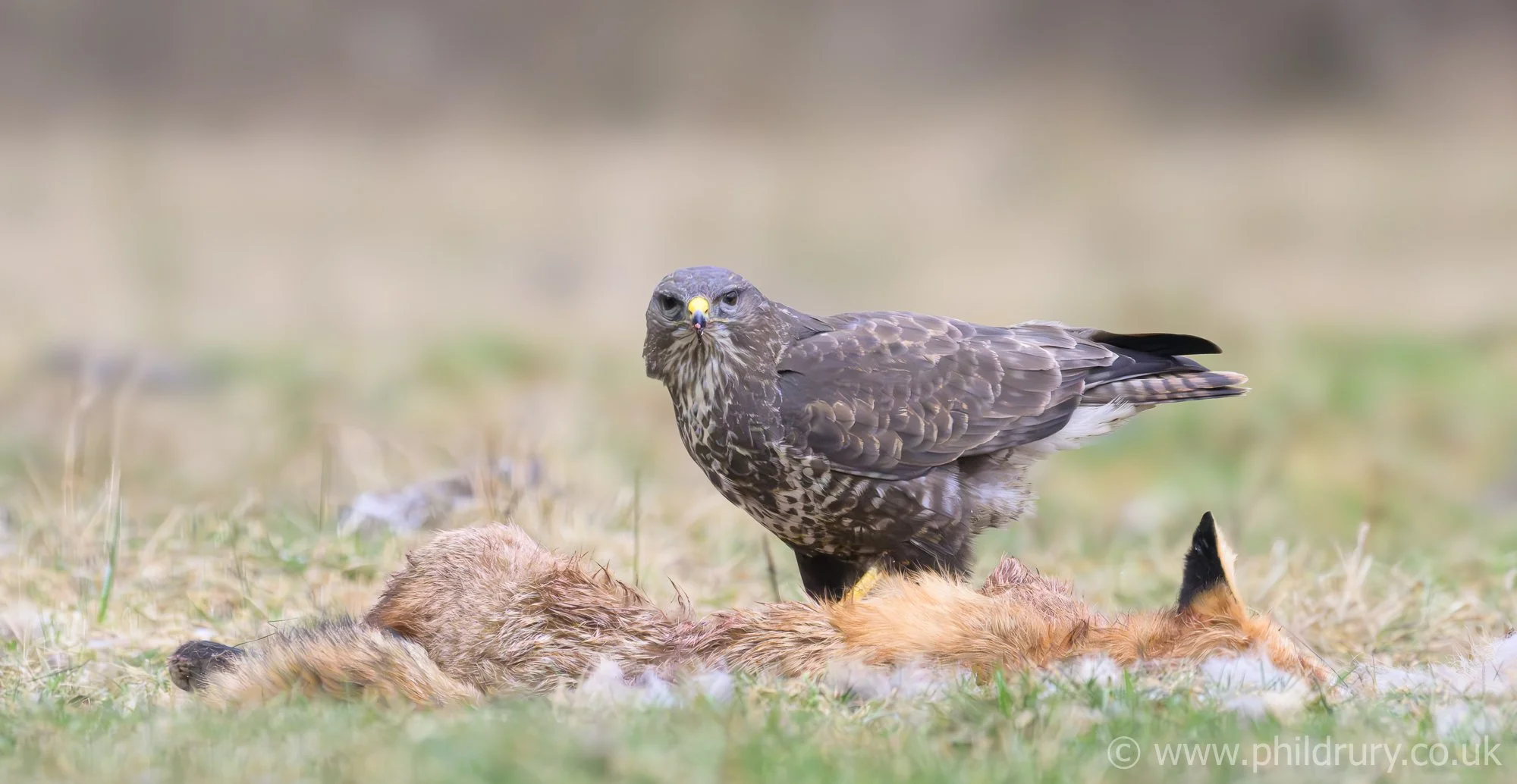Buzzard on a Fox carcass. This image was made whilst laying down in the hide, the low perspective enhances the image and gives a much cleaner background.