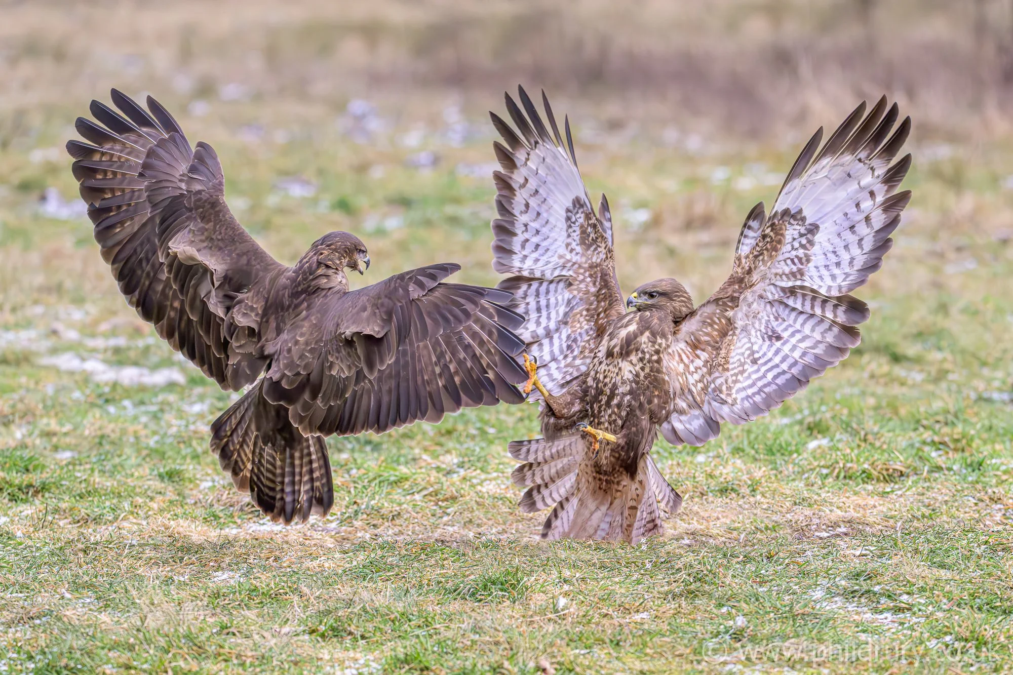 'Buzzard Confrontation'