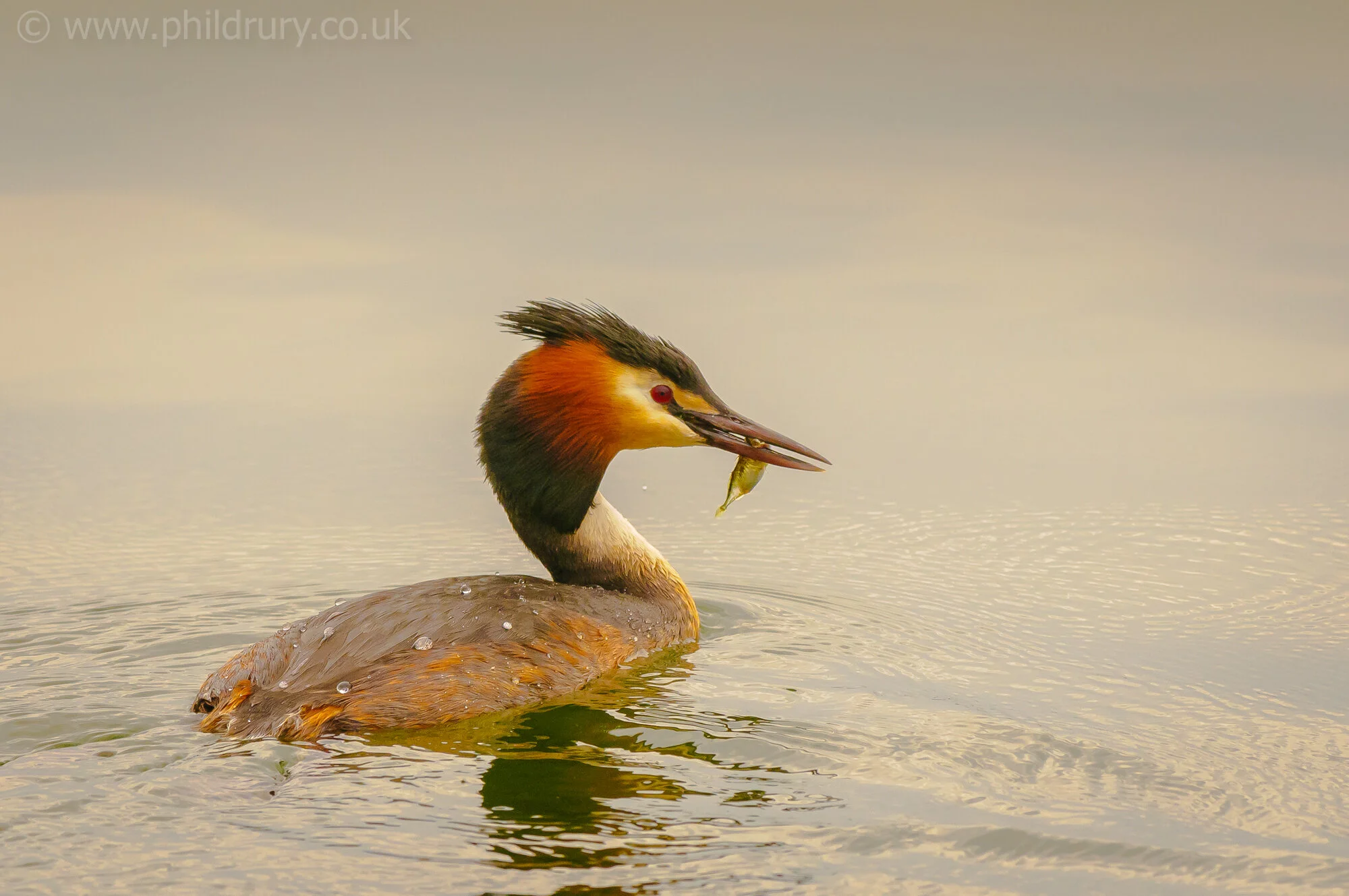 Great Crested Grebe.