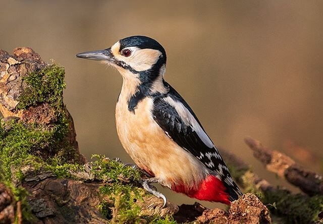 It was nice to have this (Male) Great Spotted Woodpecker visit for a few moments 👍
.
#greatspottedwoodpecker #bird #birds #birdphotography #wildlifephotography #wildlife