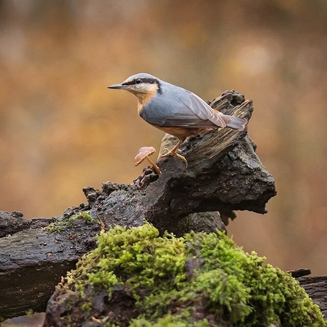 Nuthatch, I will never tire of photographing these fabulous little birds.
.
#nuthatch #nuthatchesofinstagram #bird #birds #birds_nature #wildlifephotography #wildlife
