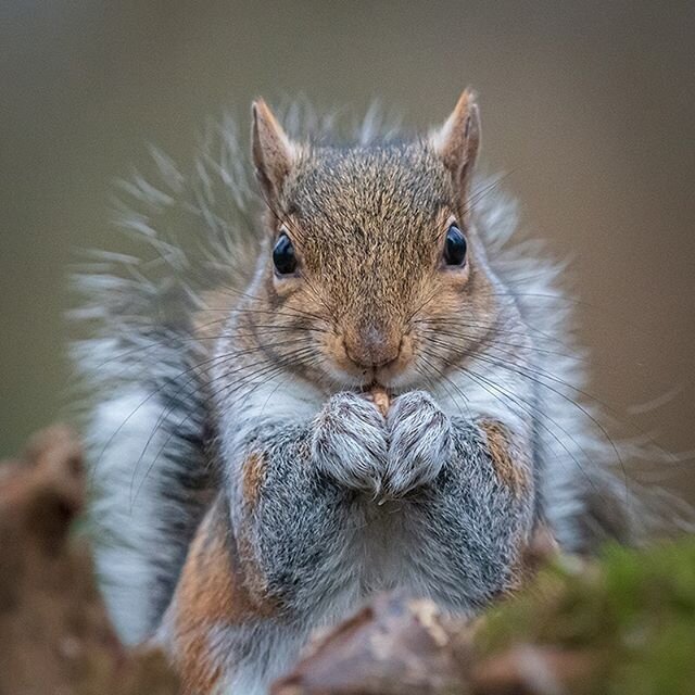 Grey Squirrel 
#greysquirrel #wildlifephotography #wildlife #woods #furryanimals #nikonphotography #nikond500 #nikon70200