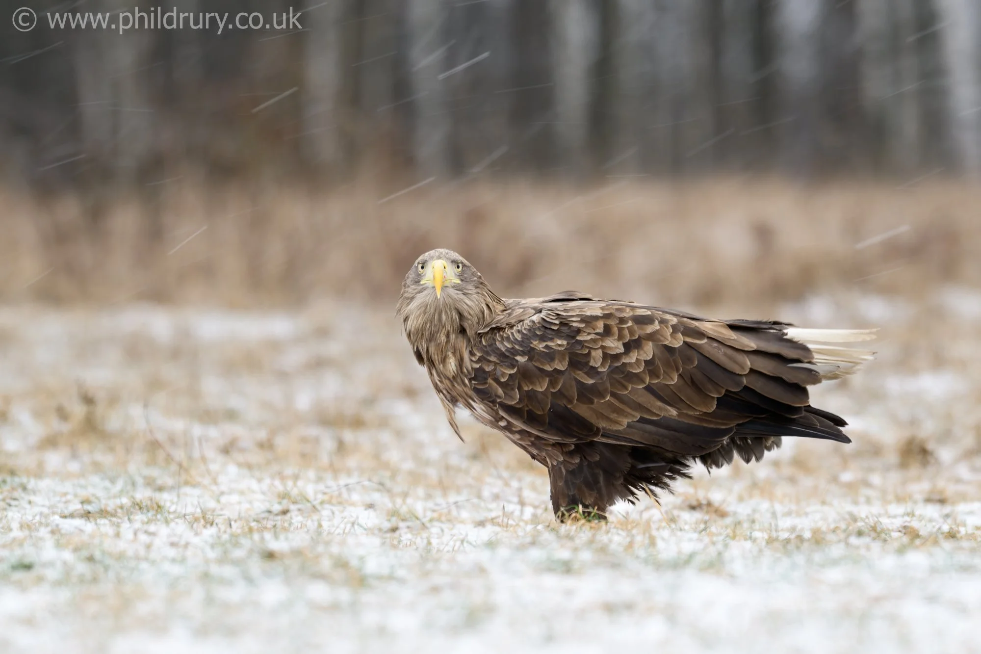 A slow shutter speed emphasises the falling snow on this White Tailed Eagle as it looks directly into my lens.
