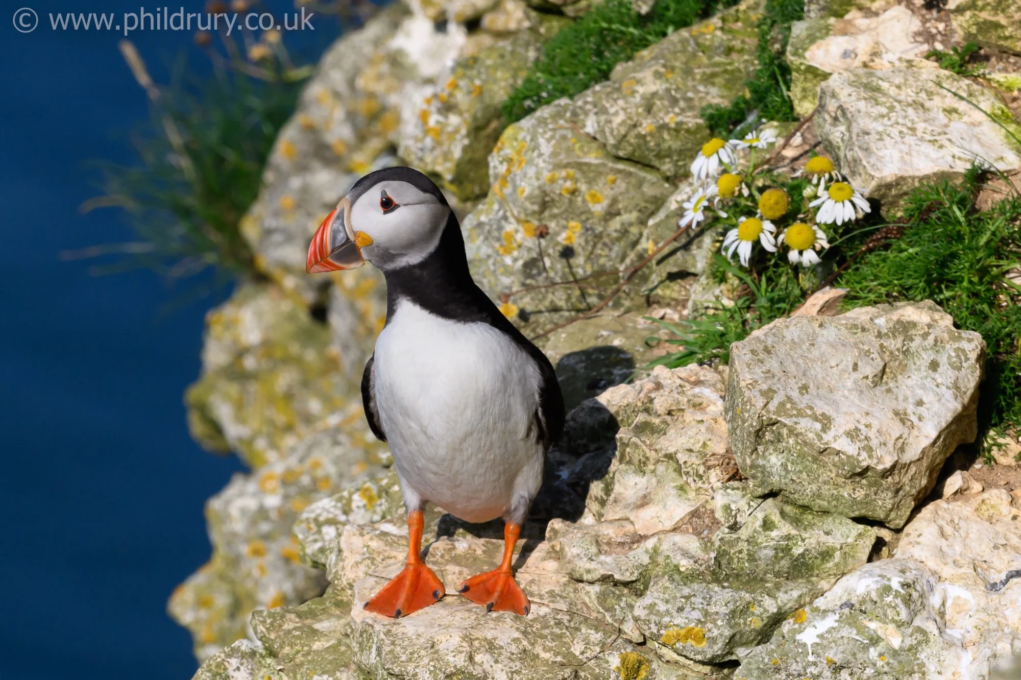 Puffins spend most of their lives at sea, returning to land to rear one puffling which is incubated in a burrow.