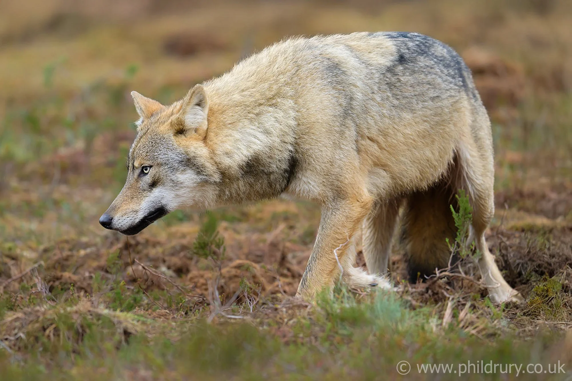 Inquisitive and a delight to be this close! 
We had at least three different individuals approach the hides, it's interesting to see the colour variation between animals.