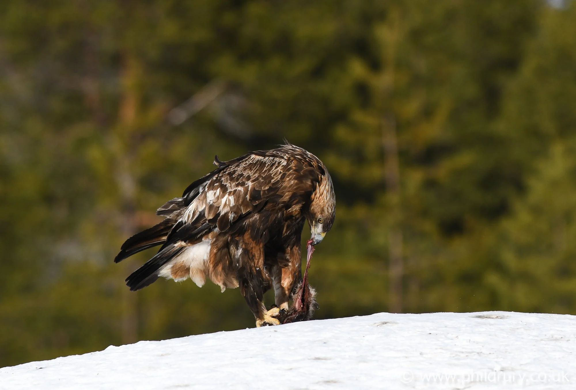 Juvenile Golden Eagle, this bird was in the territory of a mature eagle pair and was constantly on the lookout in case of being attacked.