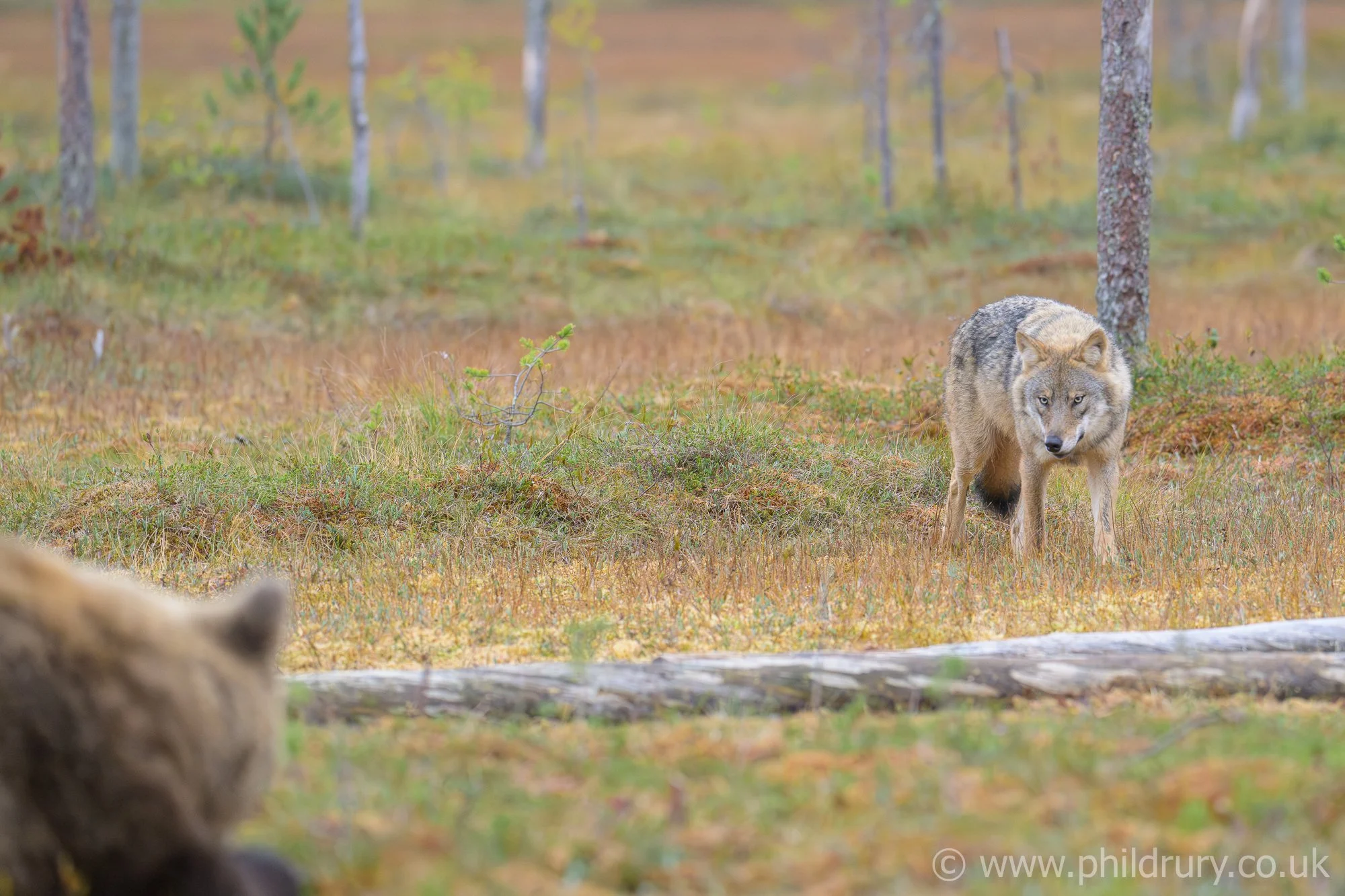 Grey Wolf and Brown Bear, respect!