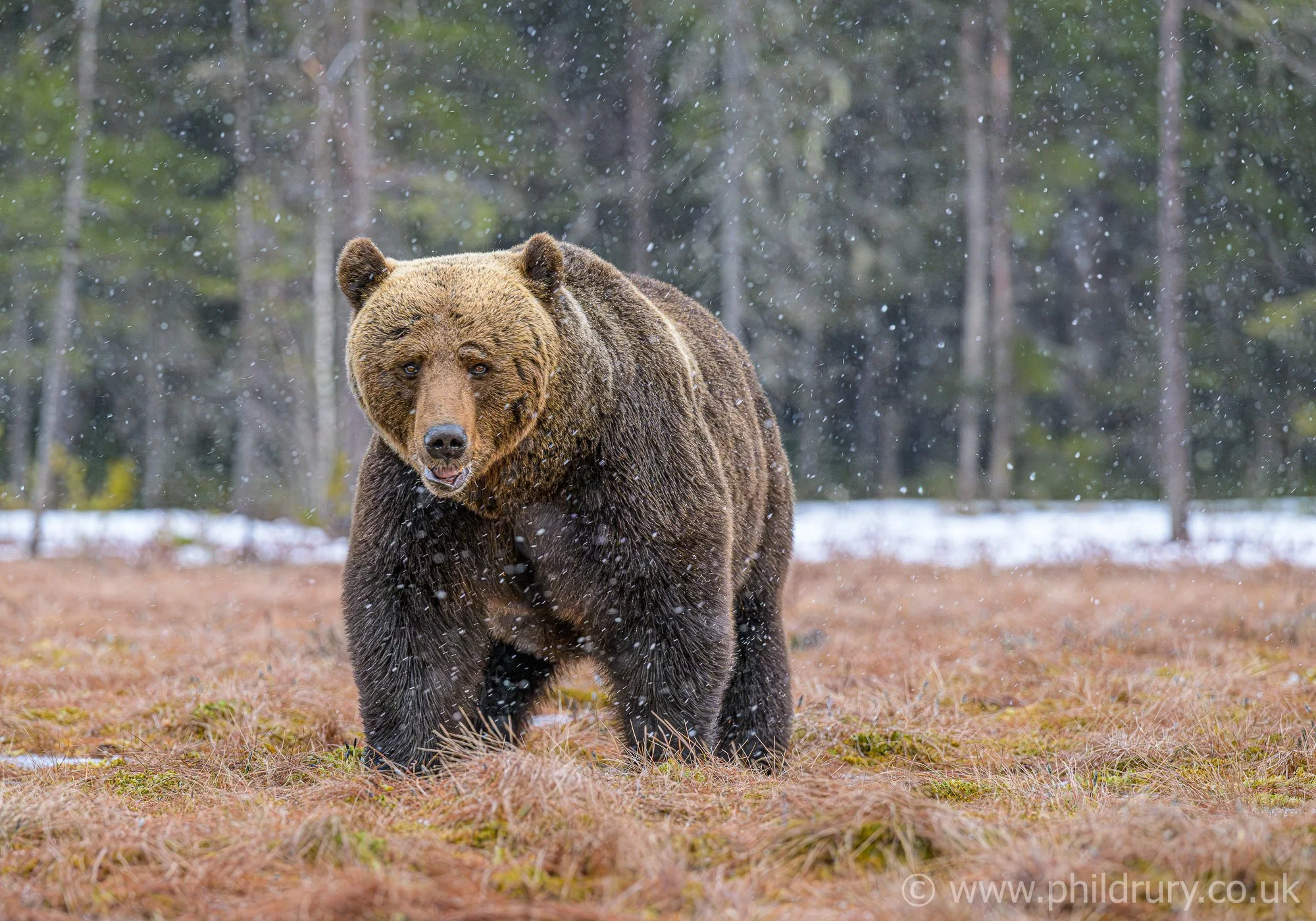 Male Brown Bear in falling snow, taken from a small one person hide whilst laying down, which adds a nice perspective.