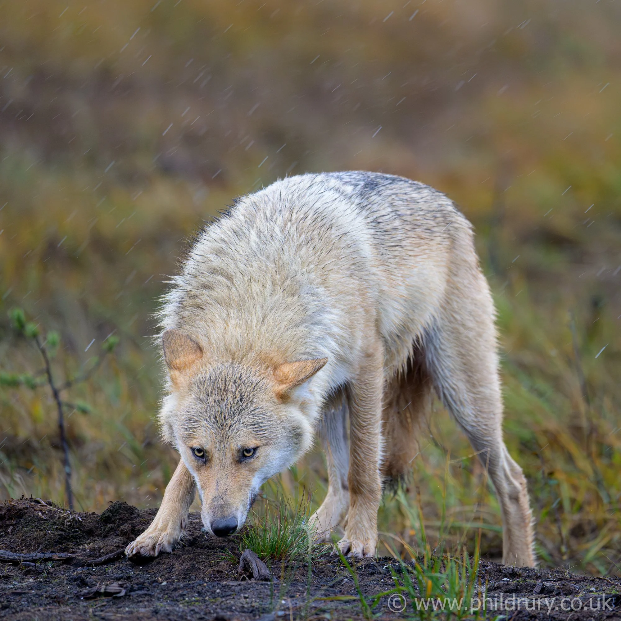 
The grey wolf is the world's largest canine and a formidable predator. Highly social, hunting in packs and able to take down prey many times it's own size.