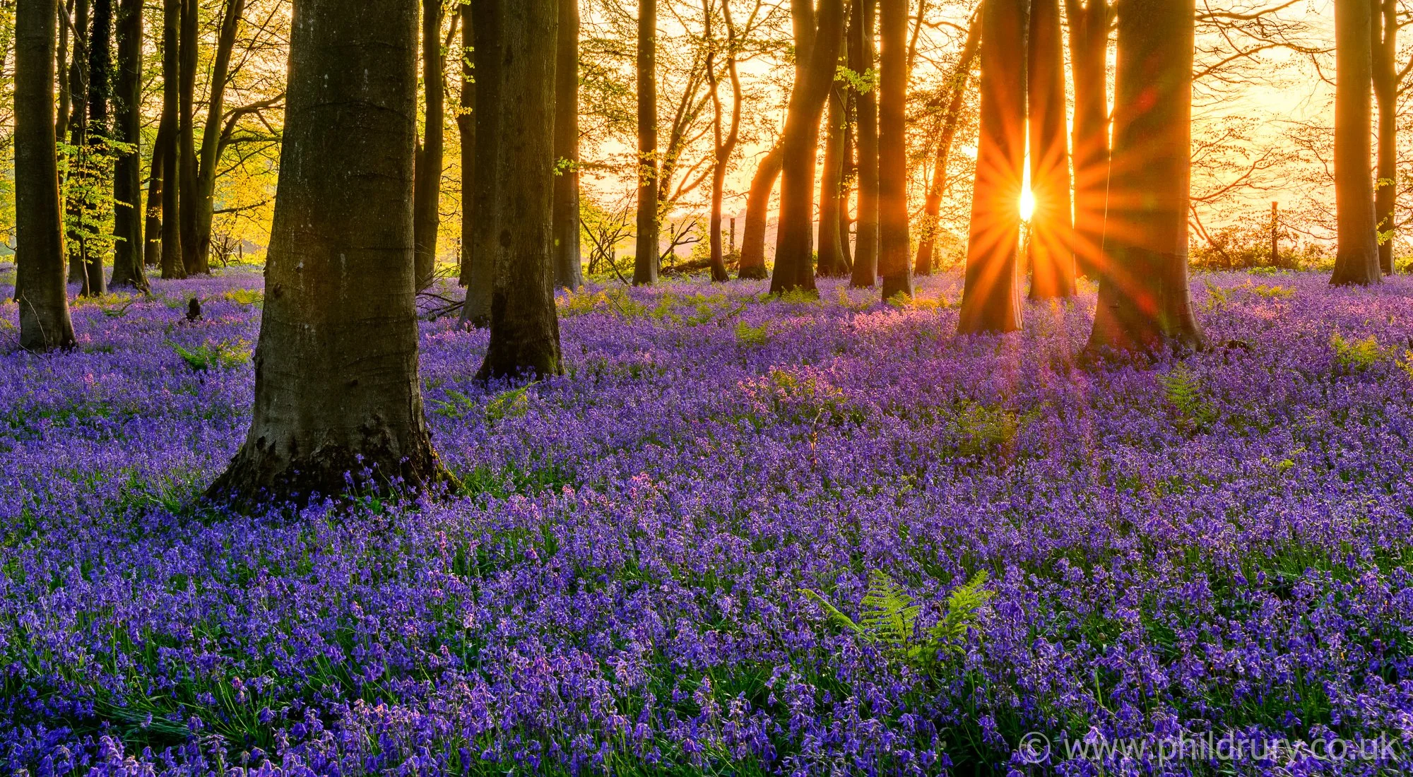 Each spring the local bluebells carpet the woodland floor. For this image I returned three times hoping for a perfect sunset, my perseverance paid off.
