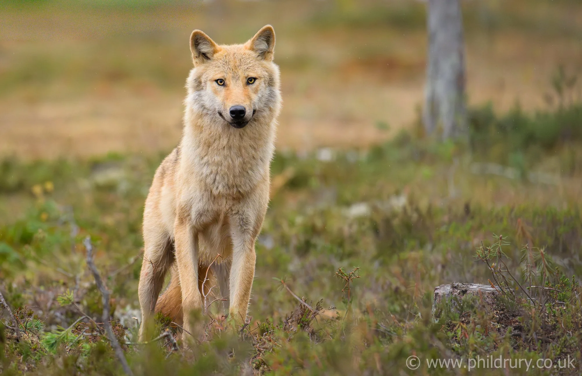 We only saw lone wolves, which  I suspect were all female and possibly in their second year.