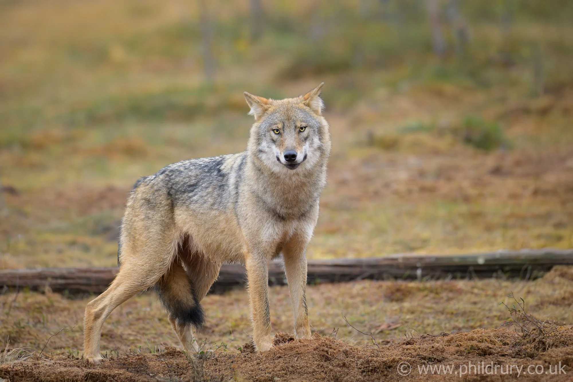 Unlike Hollywood legend and spin, the Grey Wolf is no threat to man, quite simply, we are not on the menu!
Thankfully, this one is unaware of my presence.