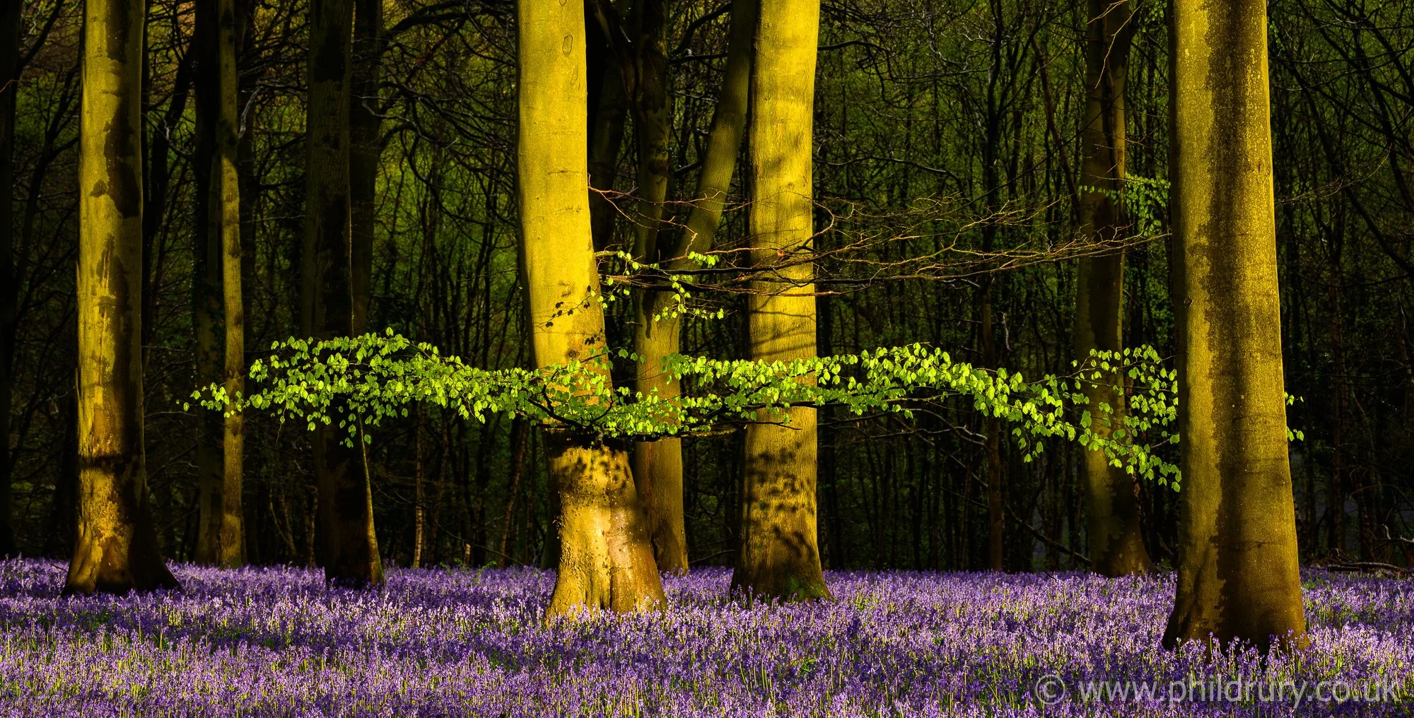 Beneath the Canopy. On this occasion it was raining hard when I arrived which added some lovely contrast to the scene. The clouds cleared and the sun lit up the scene, within a few moments it had set below the horizon. 