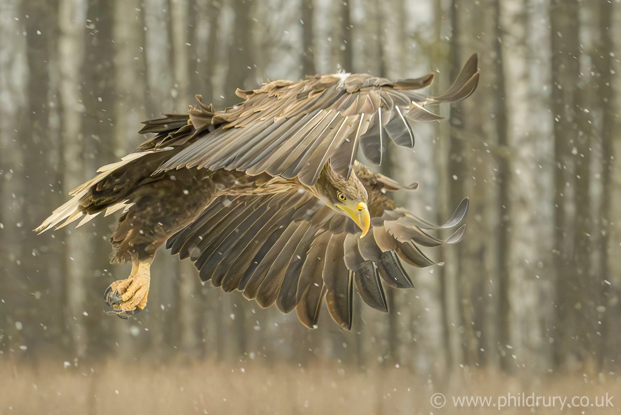 A magnificent White Tailed Eagle coming into land, with a wingspan of around 240cms this is one of the largest birds of prey. This was my 'target species' for this trip, after several visits, I was eventually rewarded!