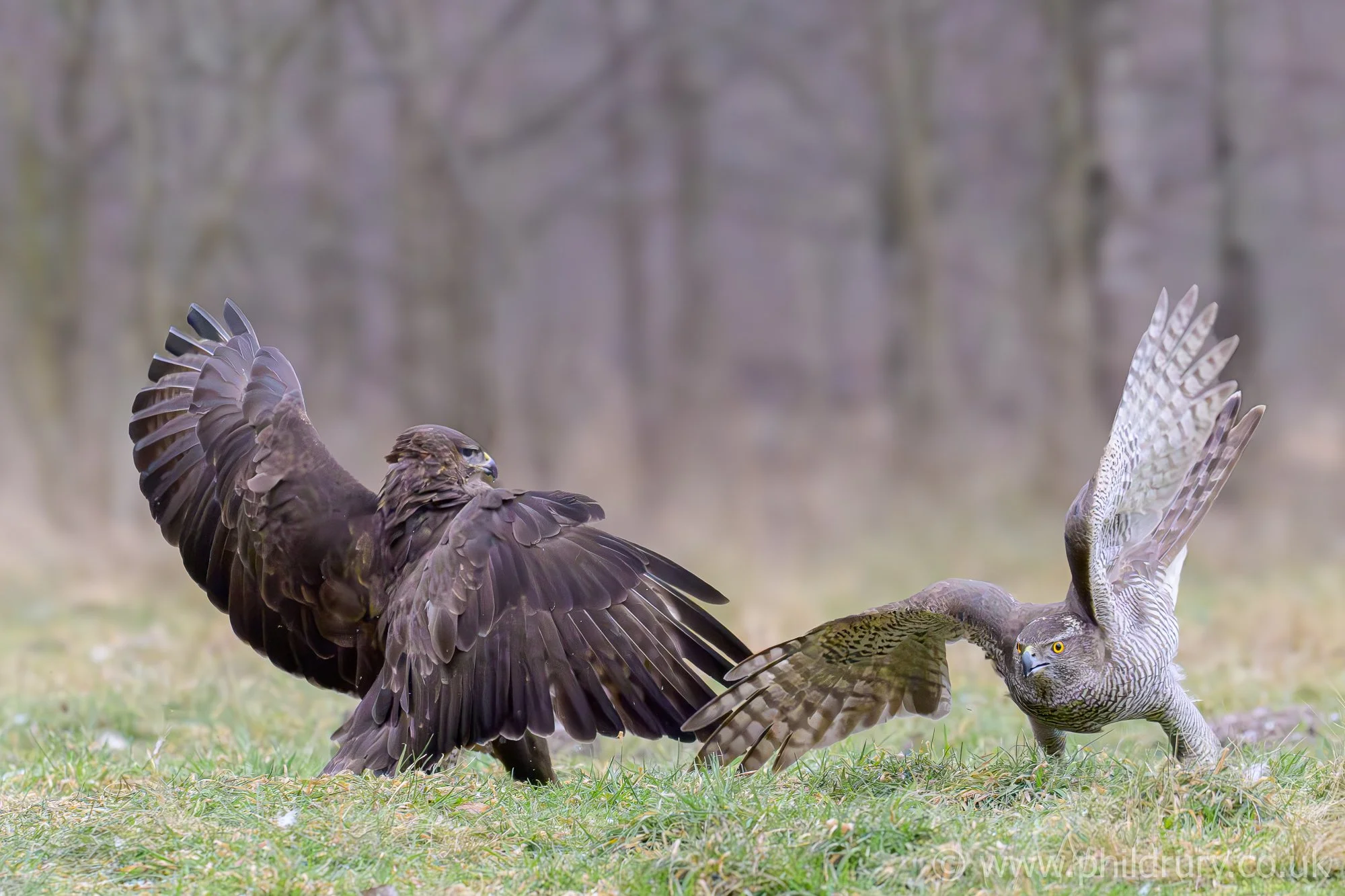 Buzzard & Goshawk.