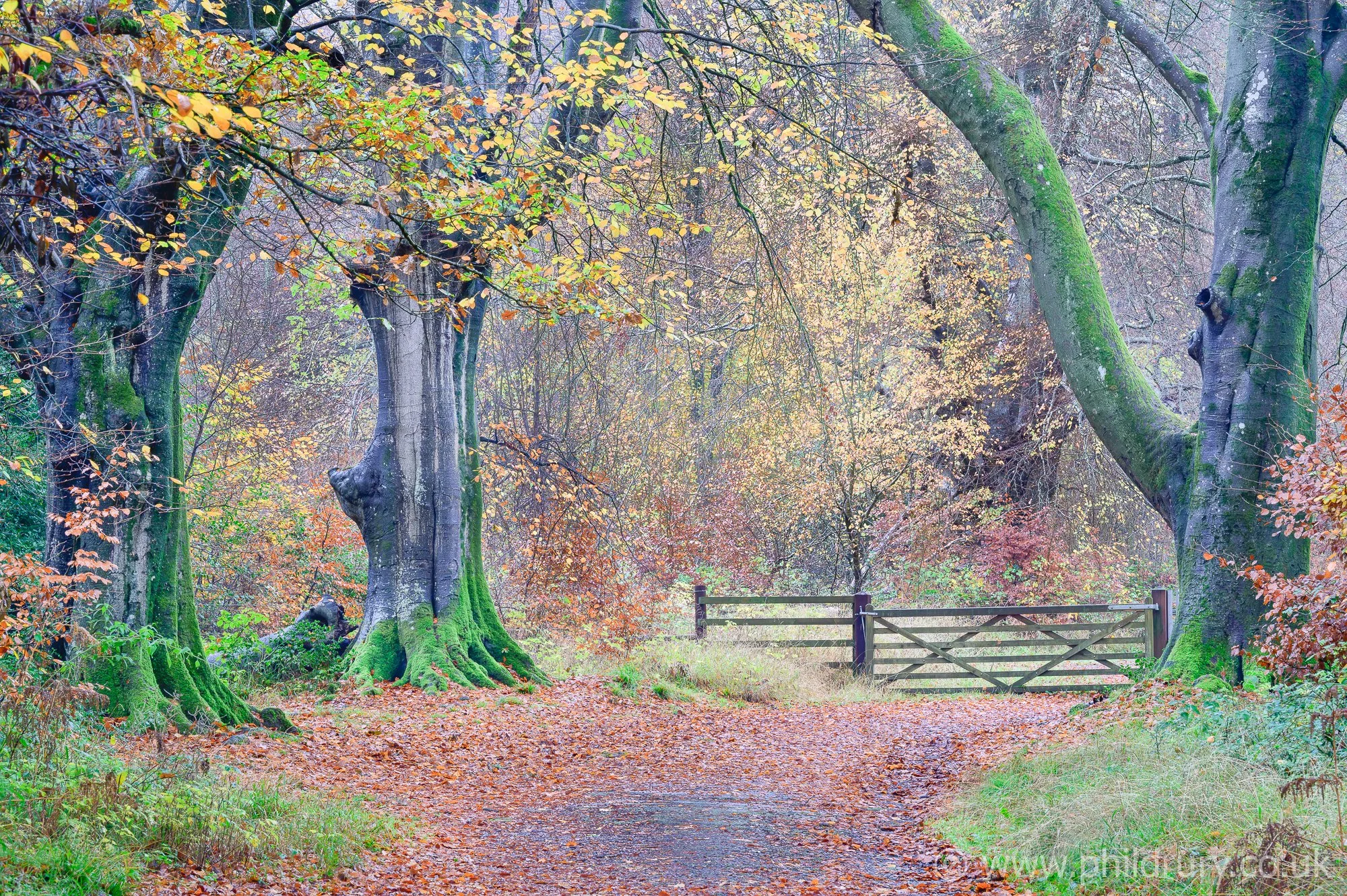 Autumn Hues, Savernack Forest near Marlborough, Wiltshire, UK