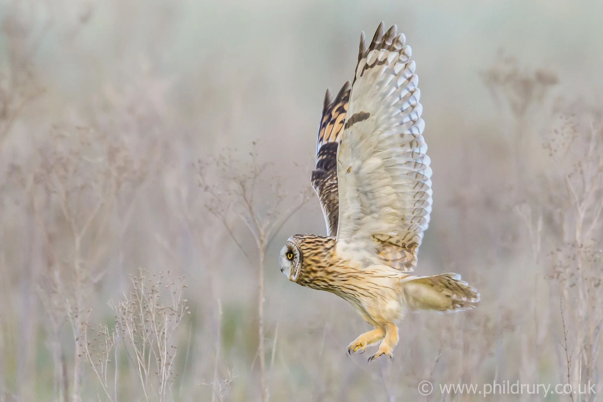 'Short Eared Owl negotiates undergrowth'