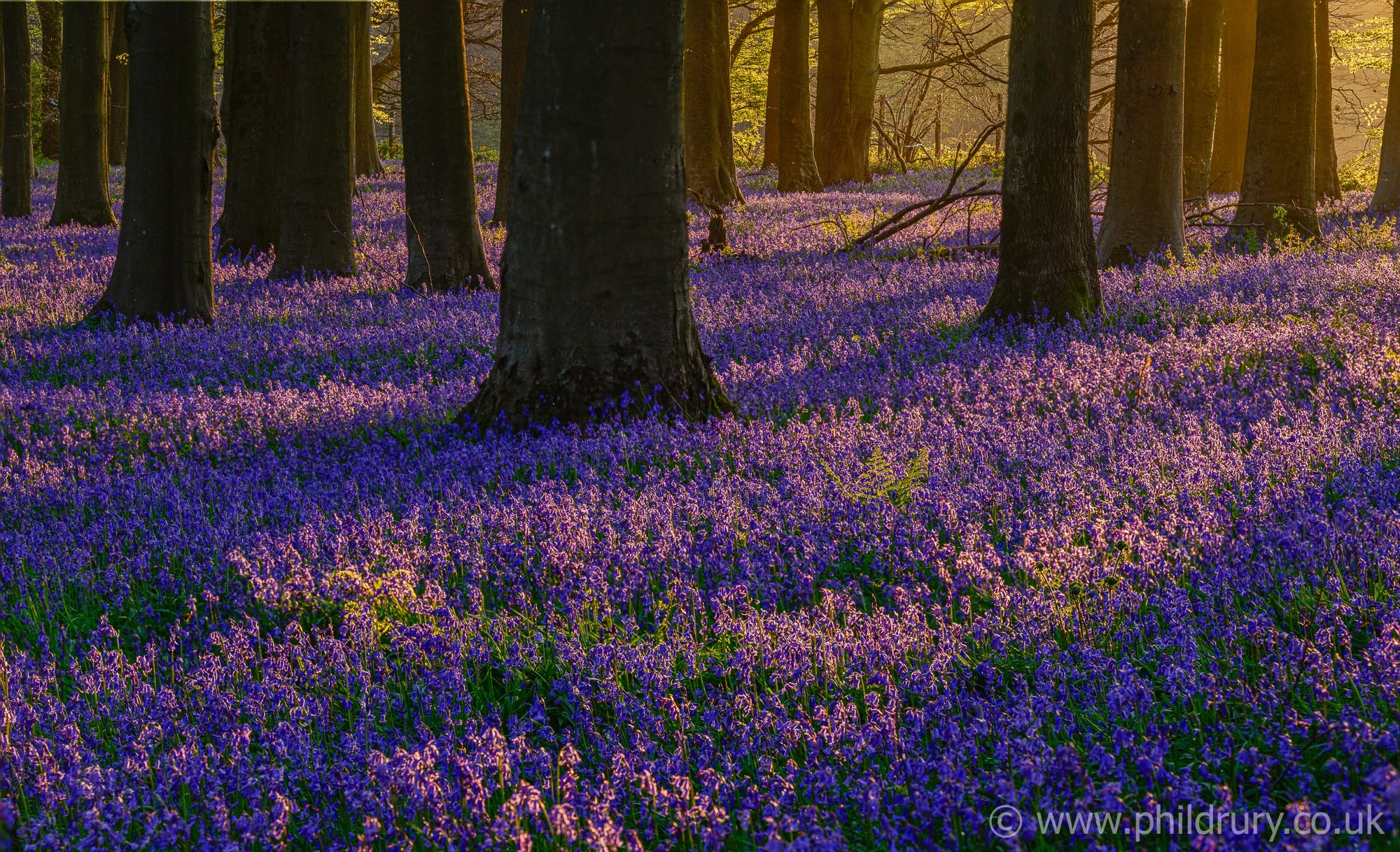 Sunset shadows over bluebells. Kings Wood Challock, Kent