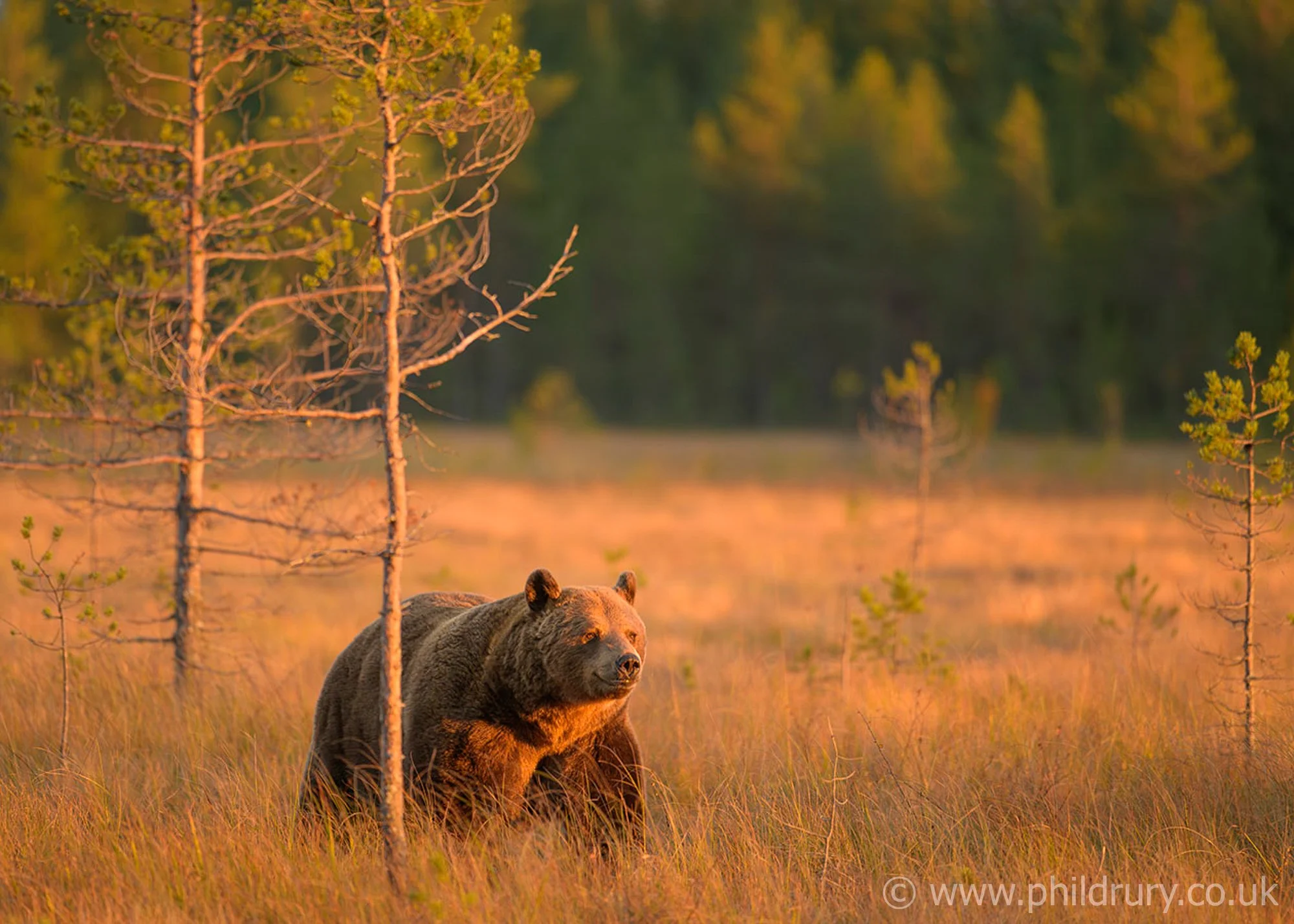 Lovely light as the sunsets.

