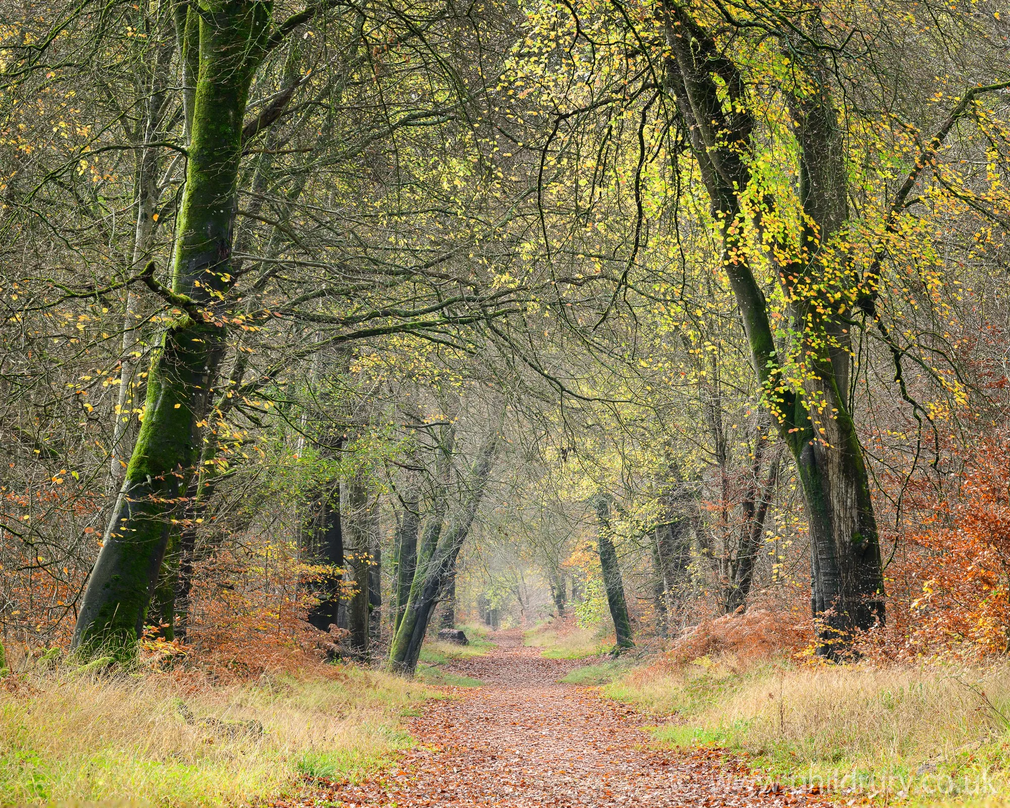 An Autumnal Walk, Savernack Forest, Wiltshire, UK
