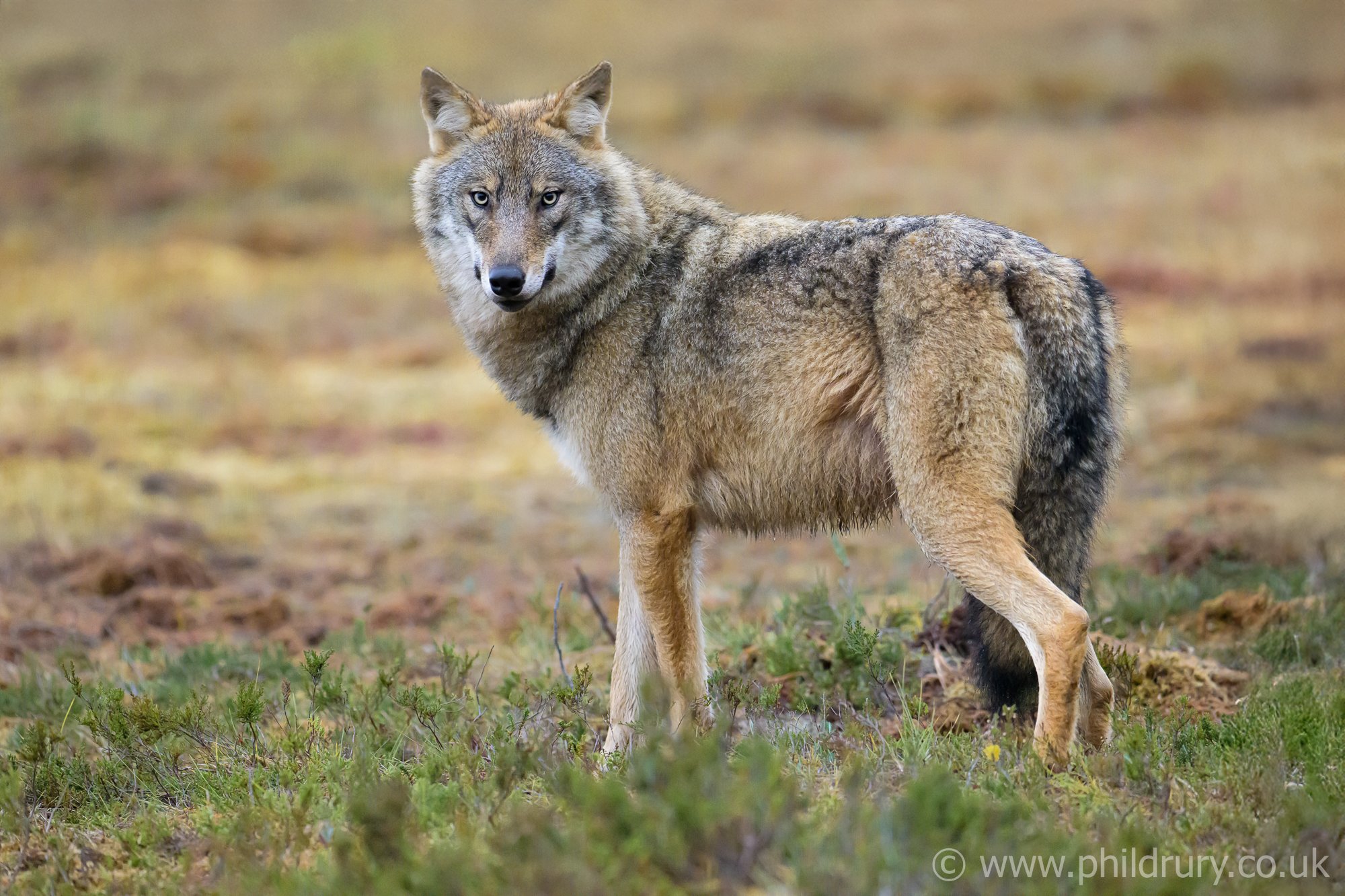 Seeing a wild Grey Wolf is a remarkable sight and to be close enough to photograph them is  on a whole new level.