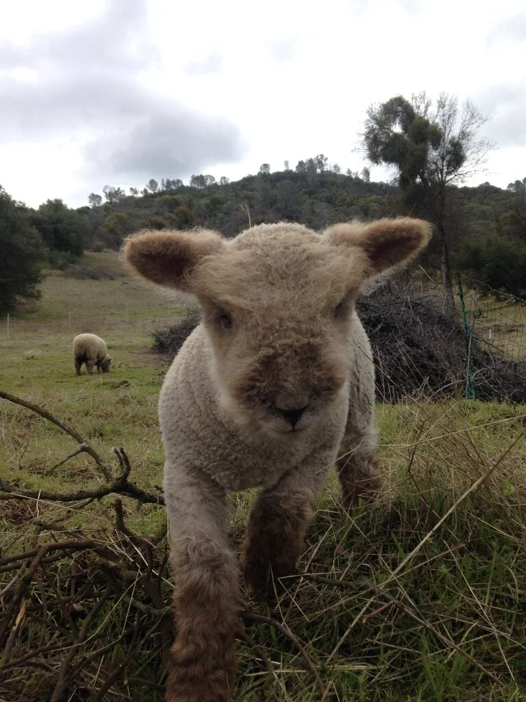 Born 2/18/2021 RESERVED