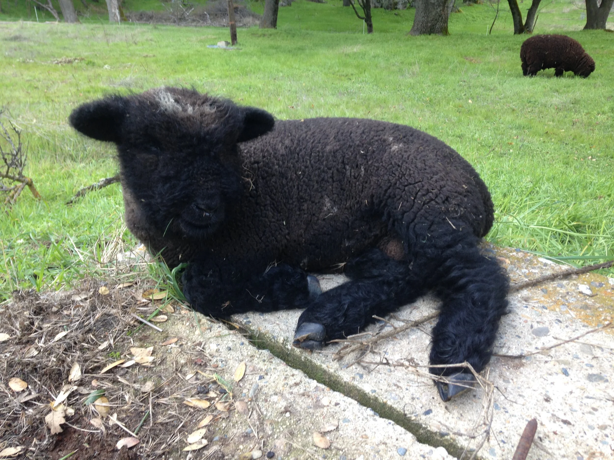 Born 2/6/2021 RESERVED - OE Registry Only