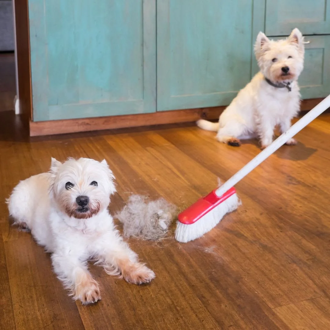 Merry Maids dog hair.jpeg