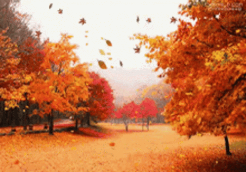 Fall Market