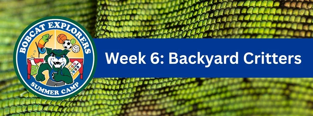 Bobcat Explorers Summer Camp: Backyard Critters