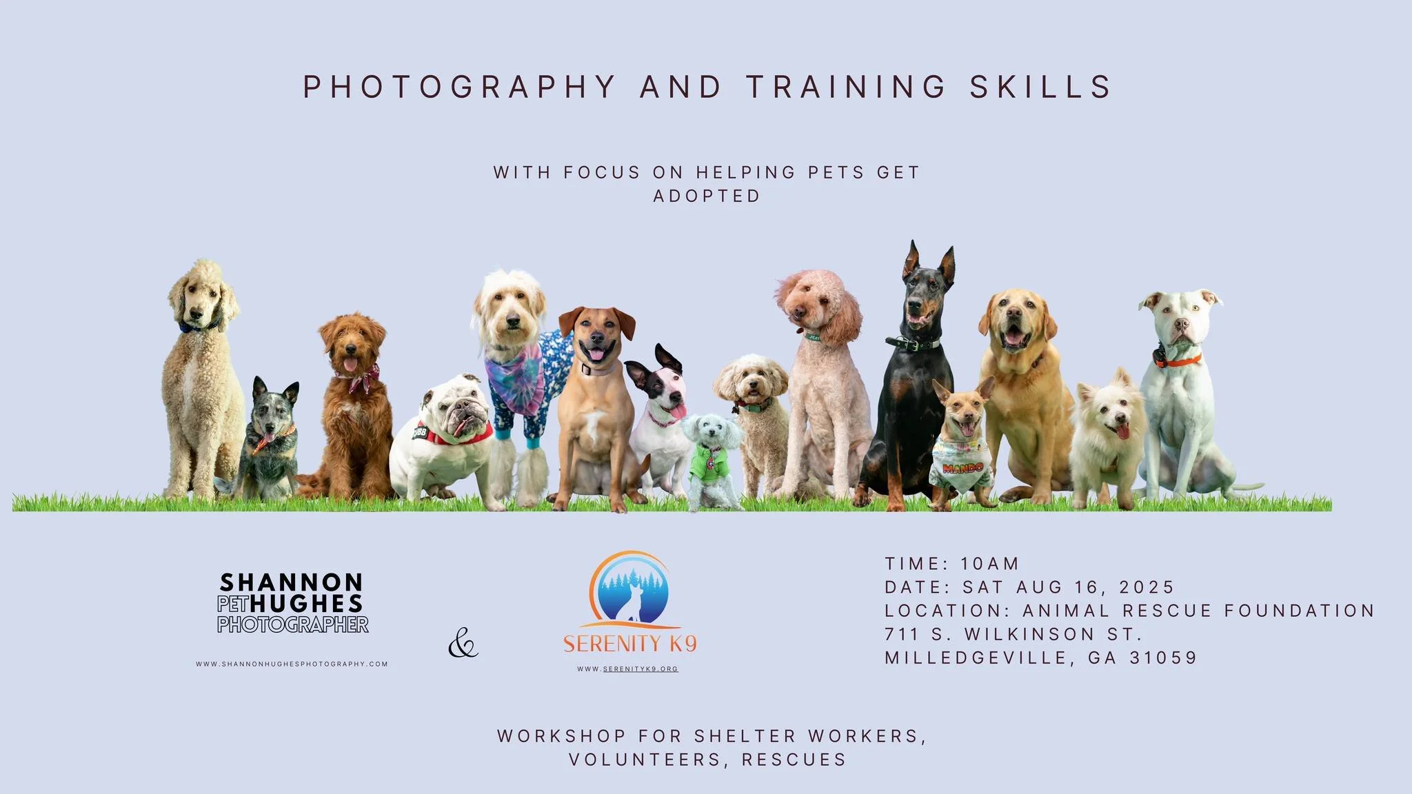 Shelter & Rescue Dog Photography 101