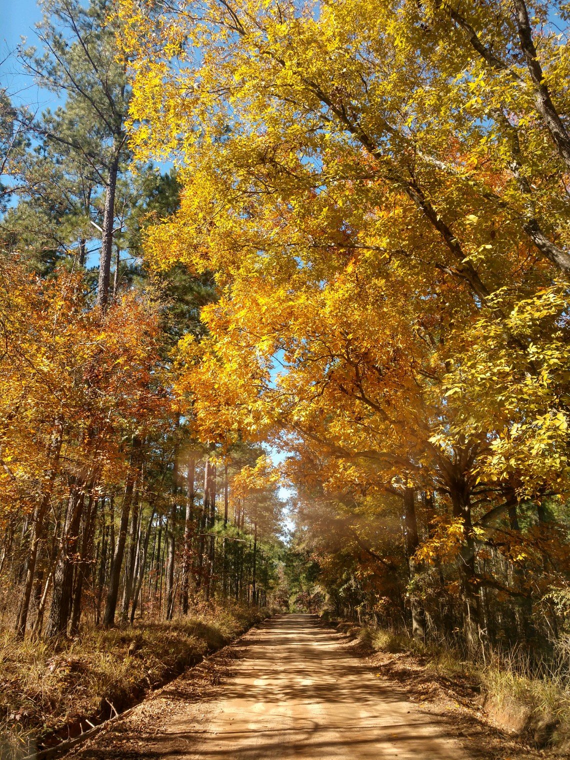 Autumn at Lake Sinclair