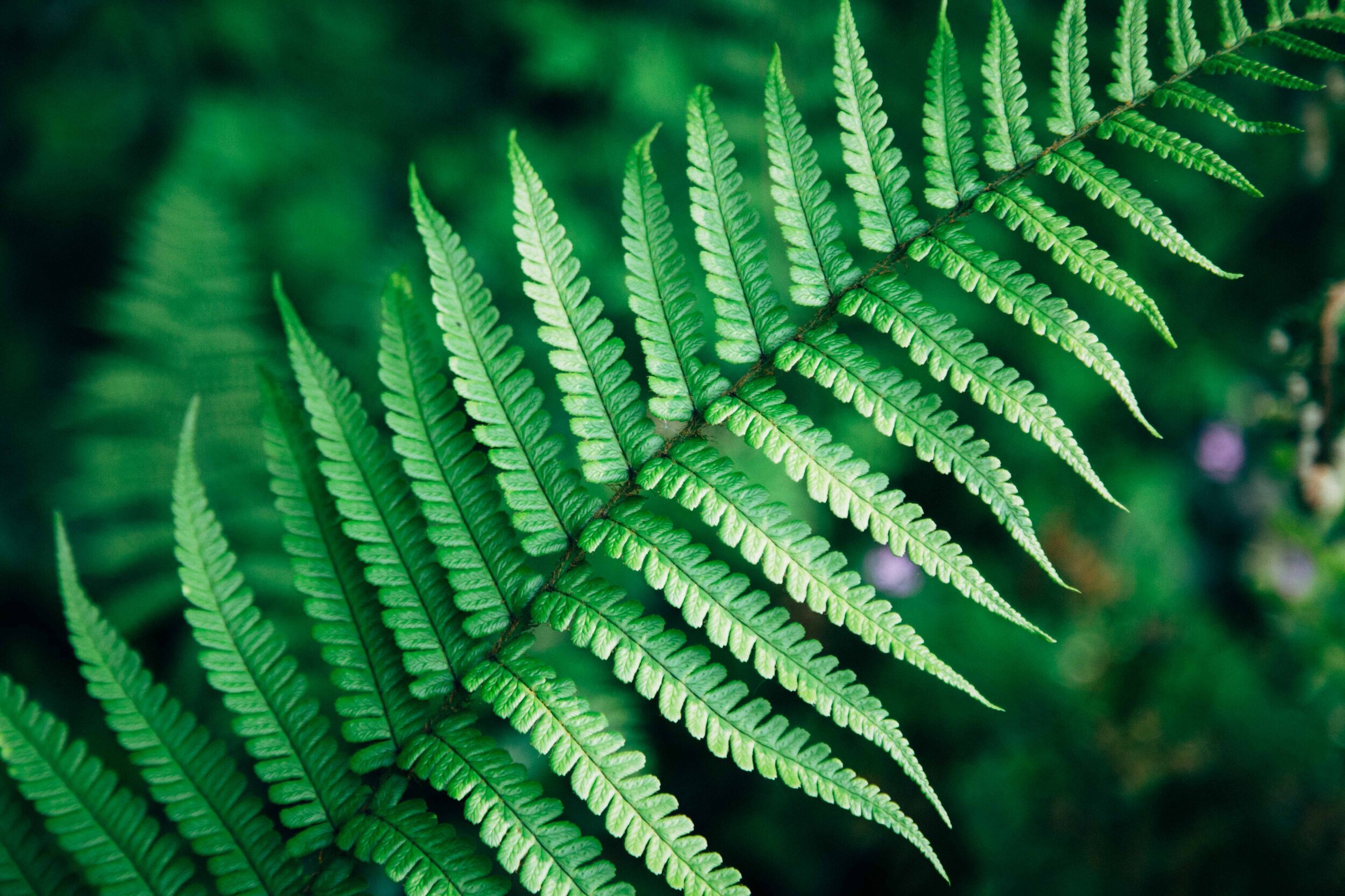 Fern closeup copy.jpg