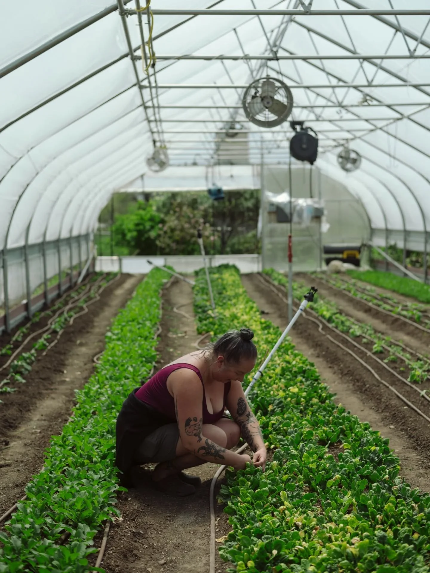 👩🏼&zwj;🌾🌱🌼...
.
.
.
..#farm#farmersmarket#saltlakecity#slc#utah#veggies#local#shoplocal#shopsmall#shopsmallbusiness#urbanfarm#organic#localfarm#farmtotable#igutah#sustainable#utahfarm#summer#farmer#farmjob#farmhand
