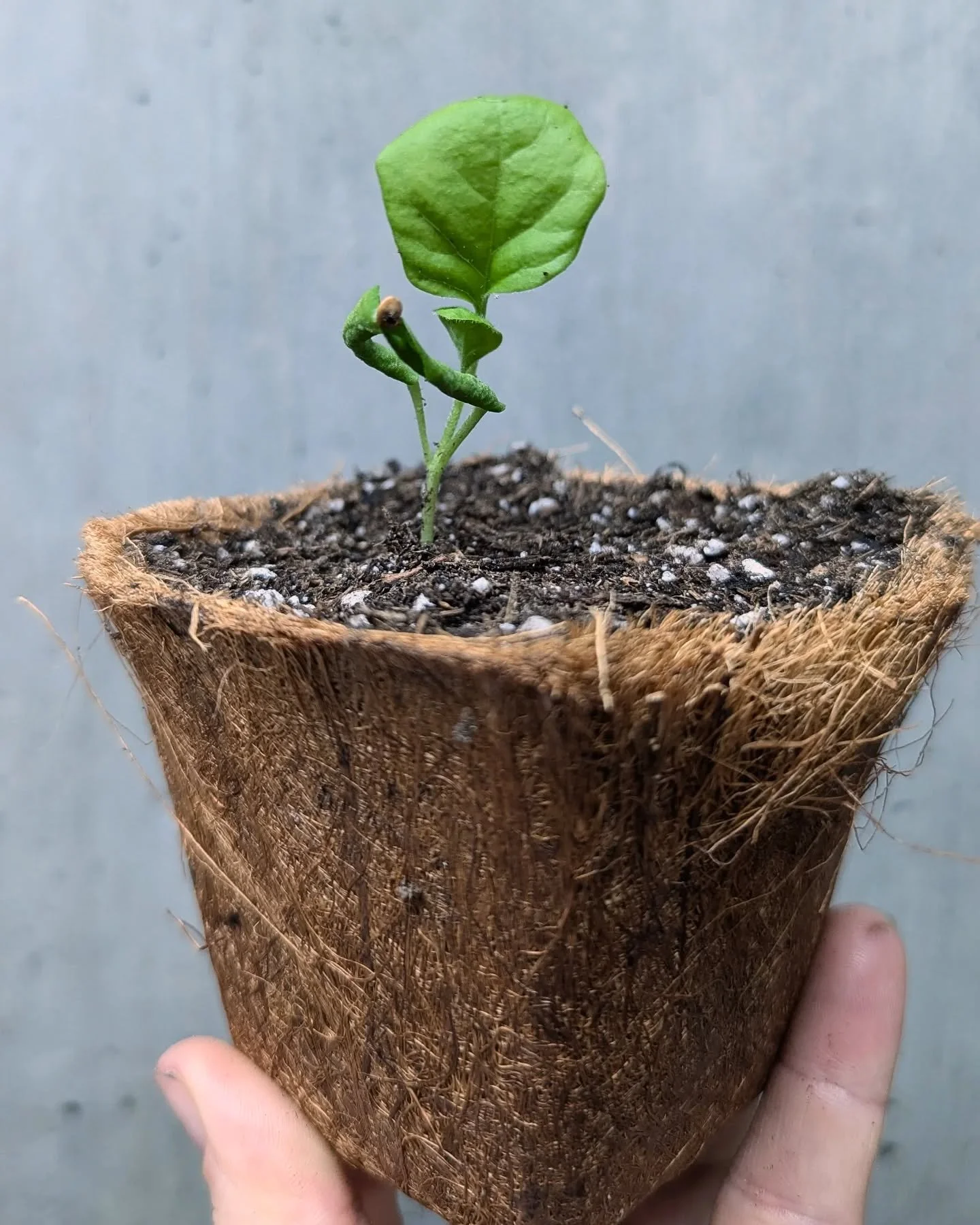 Fun fact: all the plants at our sale will come in eco-friendly coconut coir pots! These 100% biodegradable pots will naturally break down in your garden in about a year. To plant, simply loosen the bottom by making a small cut to allow for root expan