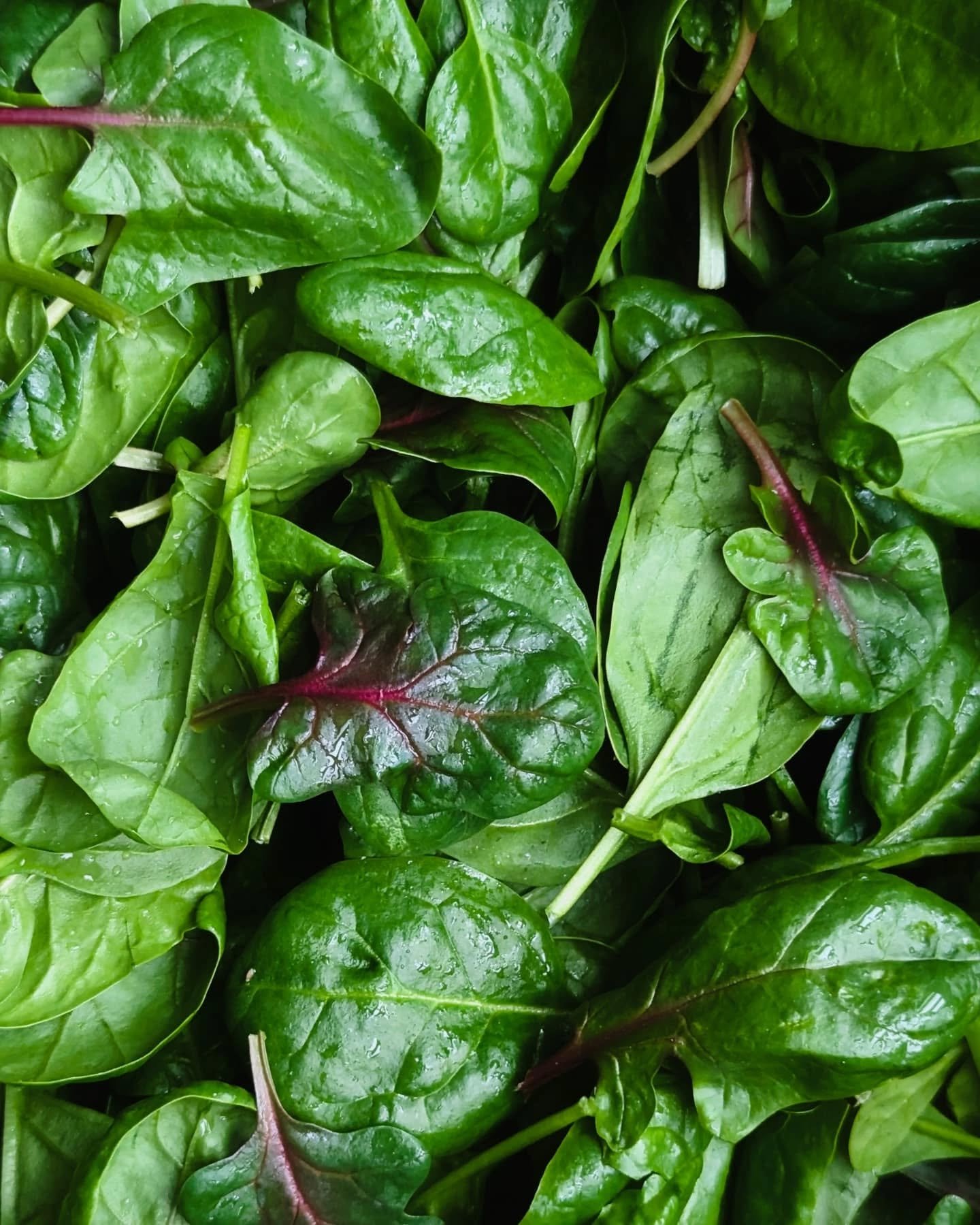 Visit us at the @slcfarmersmarket Winter Farmers Market on Saturdays from 10AM - 2PM, located @atthegateway near the fountain!

We offer a range of greens, vinegars, dried herbs, and other goodies. Can't wait to see you there ❄️🥕 🥬...
...
.
.
.
.
.