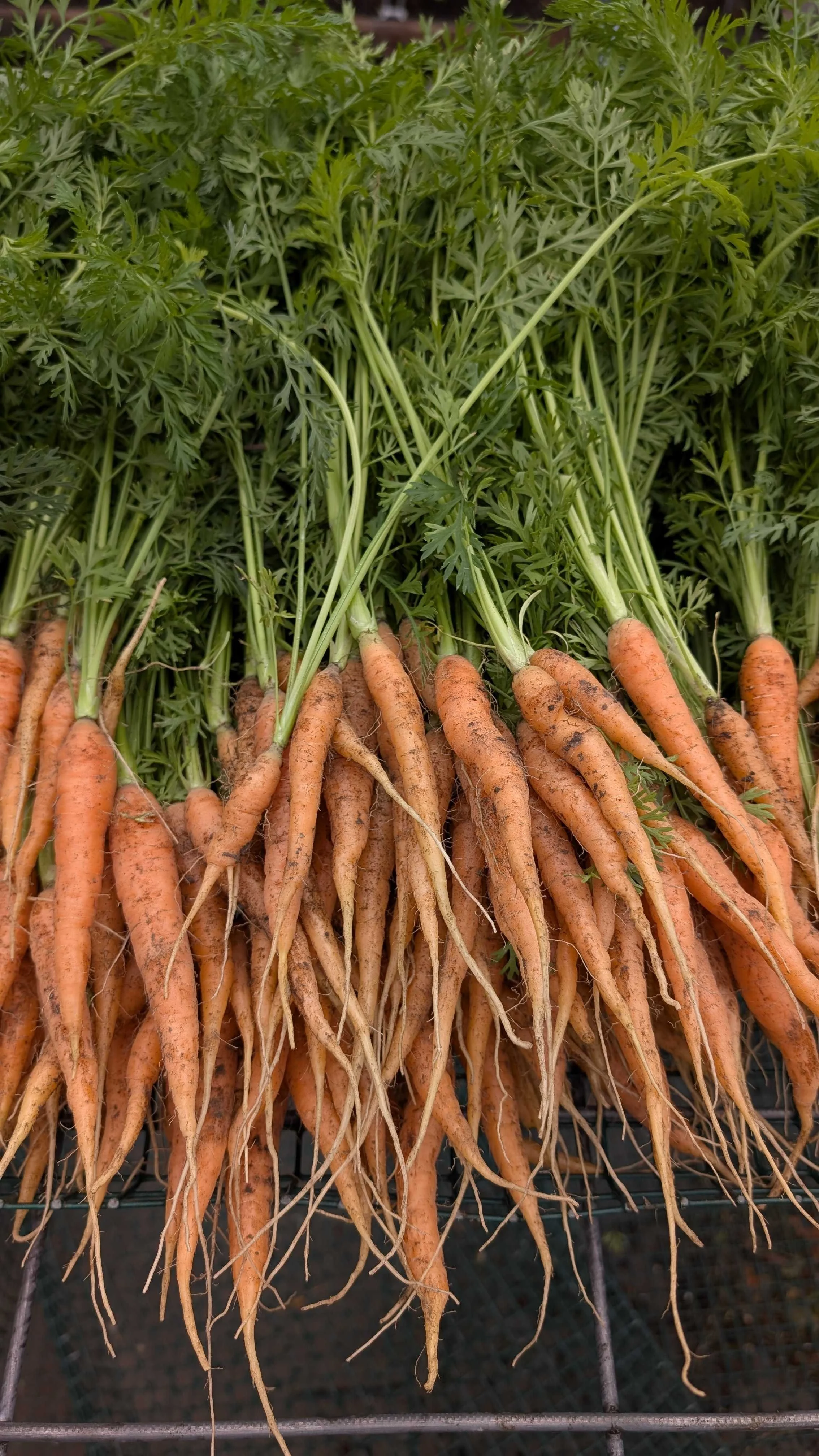 Carrot Bunches ($5)